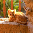 "Saint Nicholas of the Cats" stock image No.001187